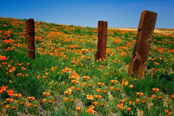 Antelope Valley - Image 1