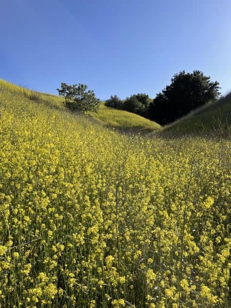 Chino Hills State Park - Image 4