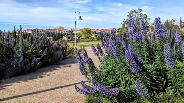 Sea Terrace Community Park - Image 3