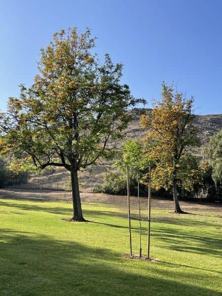 Neal Snipes Park - Image 5
