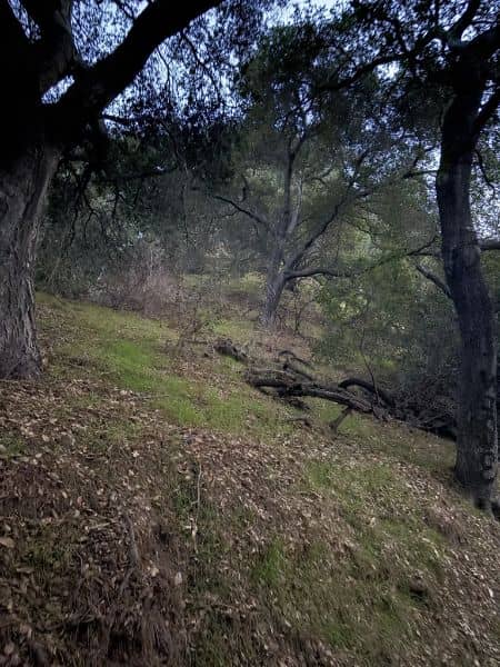 Schabarum Skyline Trail - Image 4