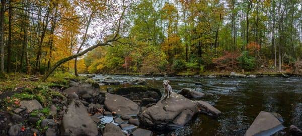Mongaup River Trail - Image 1