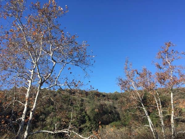 Claremont Hills Wilderness Park - Image 2