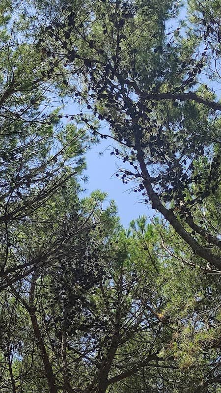 La Pineta - Image 2