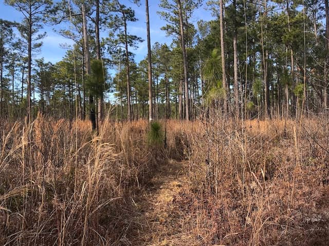 Longleaf Pine Heritage Preserve/ Wildlife Management Area - Image 1