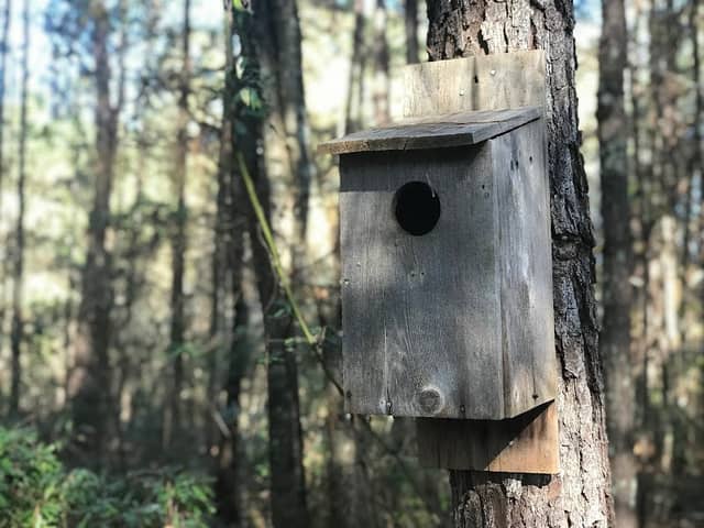 Longleaf Pine Heritage Preserve/ Wildlife Management Area - Image 2