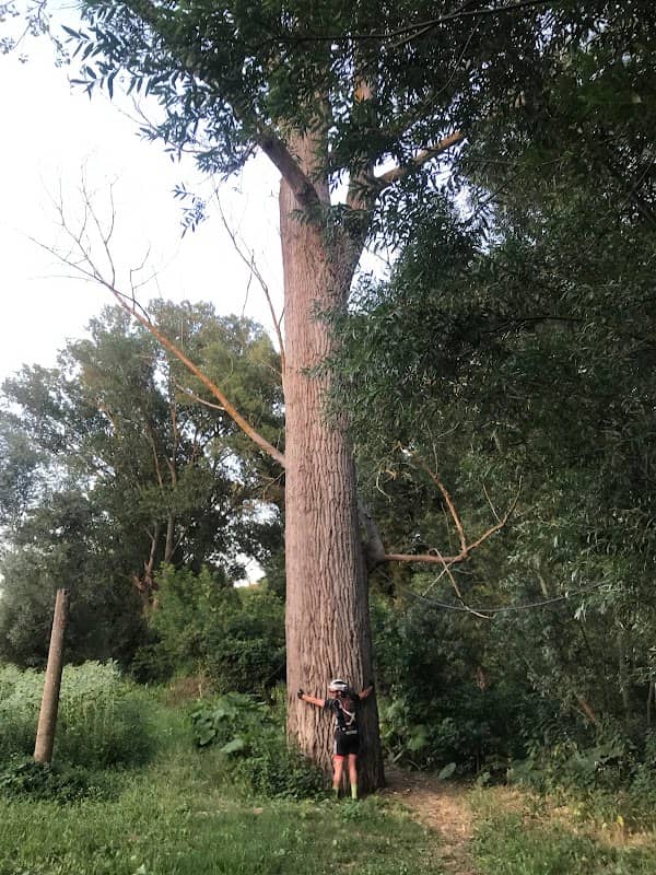 Ex Albero monumentale - torrente Arzilla - Image 1