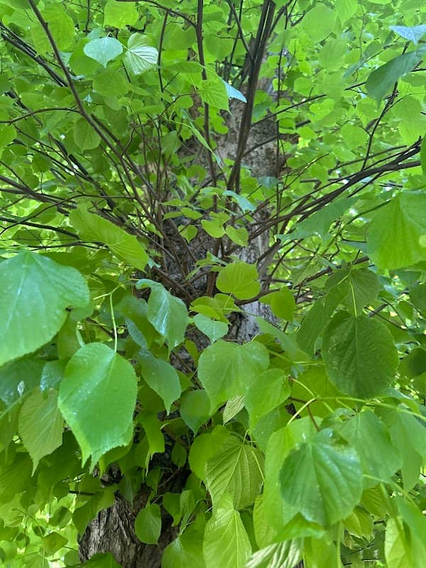 Tungotan Tree - Image 1