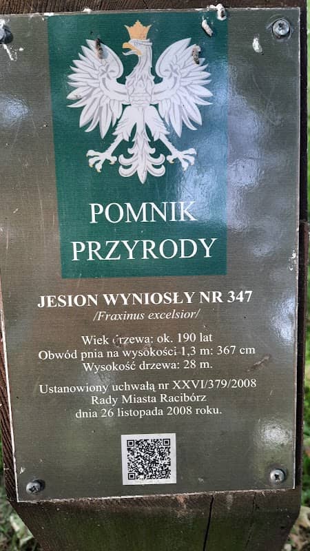 Jesion Wyniosły - Pomnik Przyrody - Image 2
