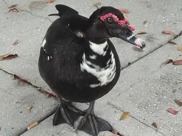 Winkler Park - Image 2