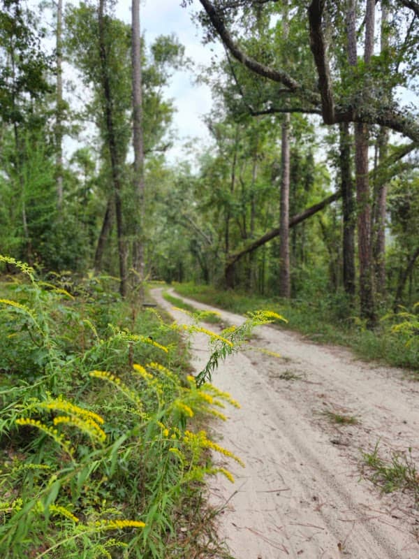 Twin Rivers State Forest-Chitty Bend East - Image 1