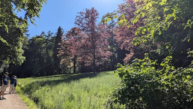 Pflanzgarten - Image 1