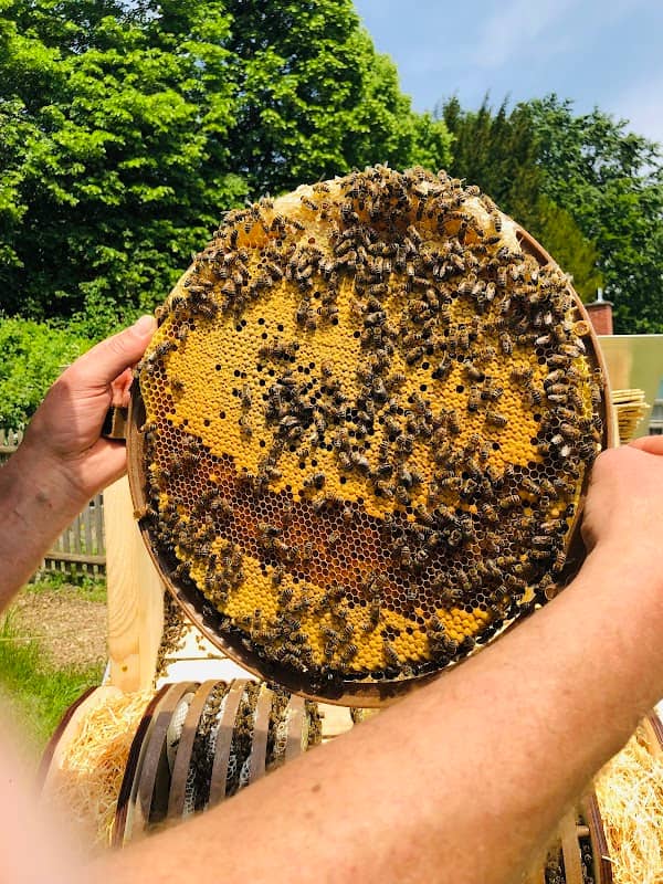 Bienenlehrpfad - Image 2