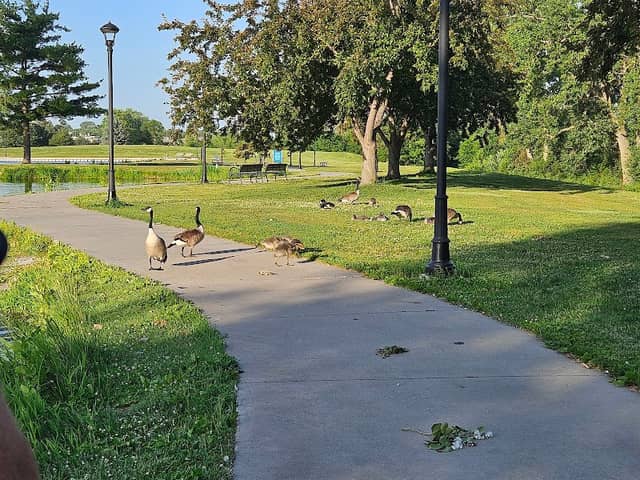 Duck Pond - Image 1