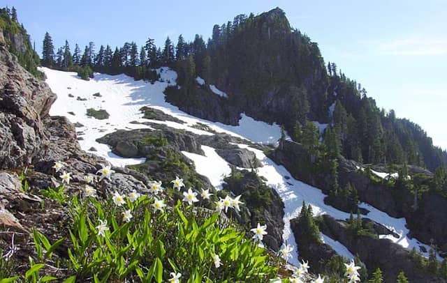 Colonel Bob Wilderness - Image 1