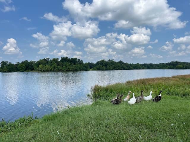 Lake Madison Park - Image 2
