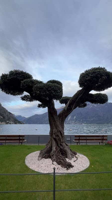 Olive Tree on the Promenade - Image 1