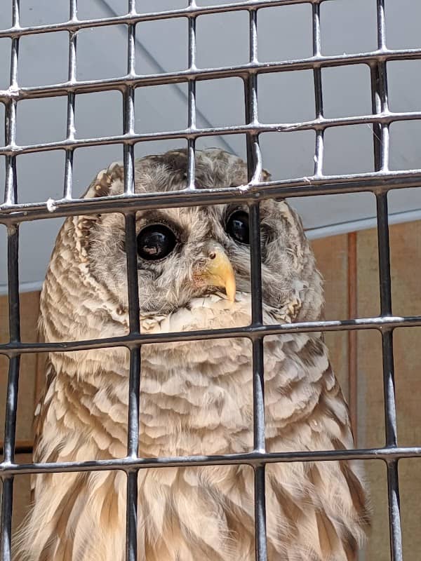 Saginaw Children's Zoo - Image 3
