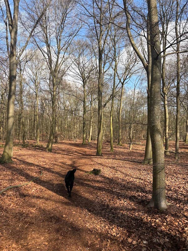 Hondenspeelbos Punthorst - Image 1
