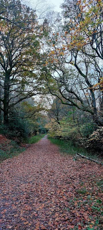 St Leonards Forest - Image 3