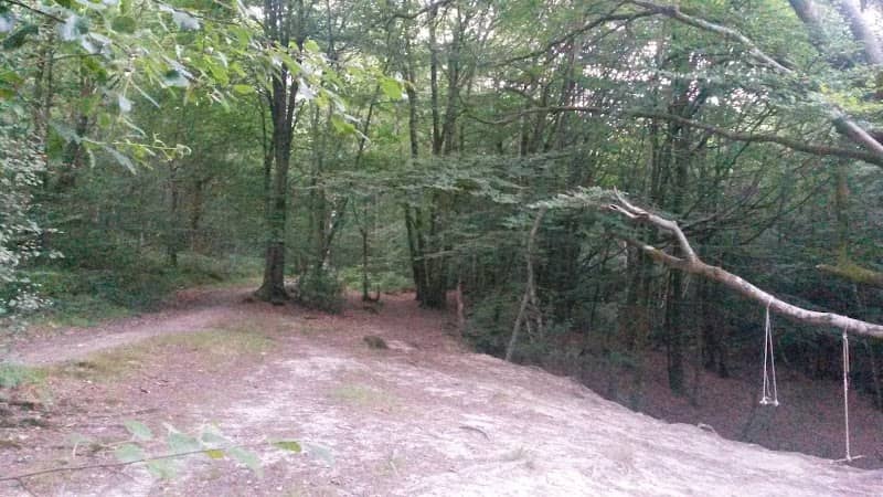 St Leonards Forest - Image 1