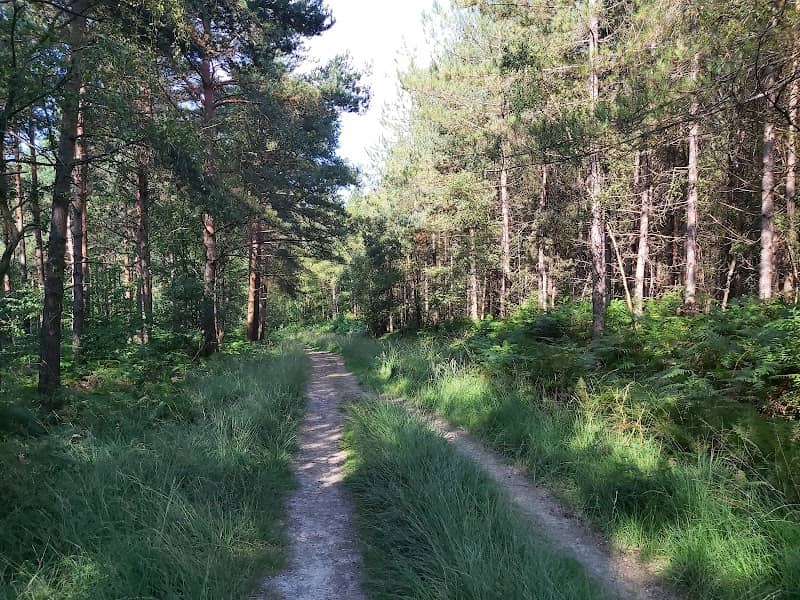 St Leonards Forest - Image 2