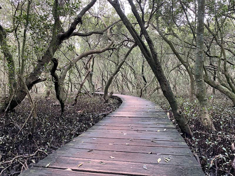 Lane Cove Mangrove Walkway - Image 1