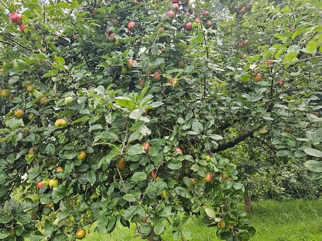 Streuobstwiese Stadt Werther - Image 2
