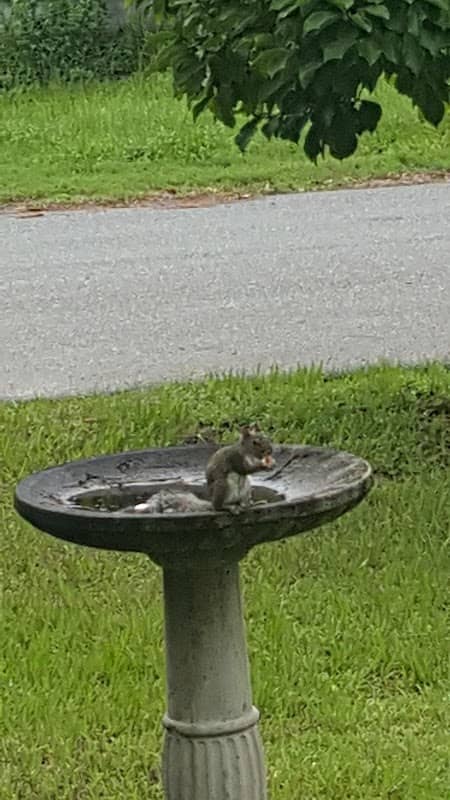 Palm Street Park - Image 1