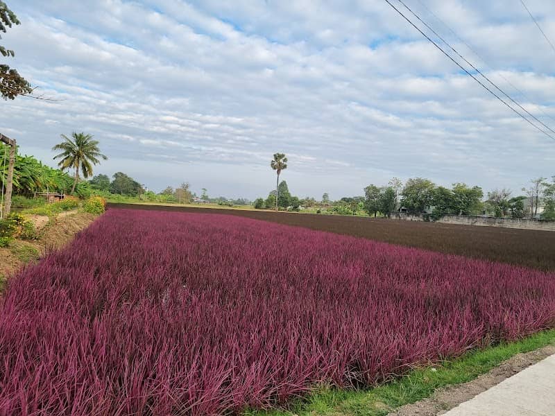 นาข้าวสีชมพู - Image 1