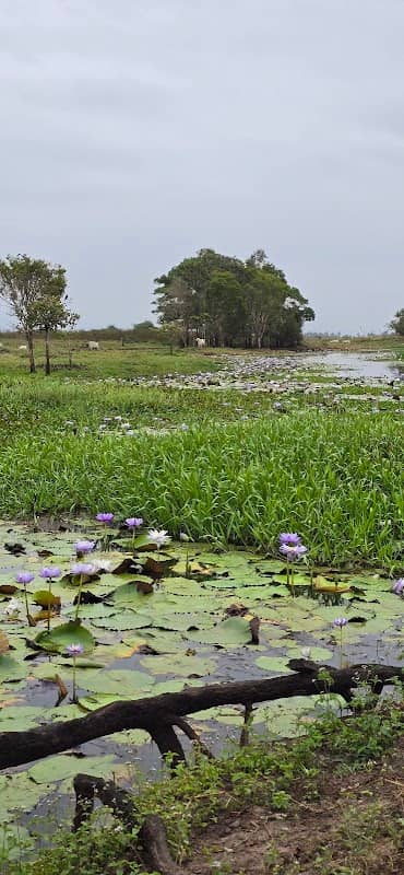 Mungalla Station - Image 1