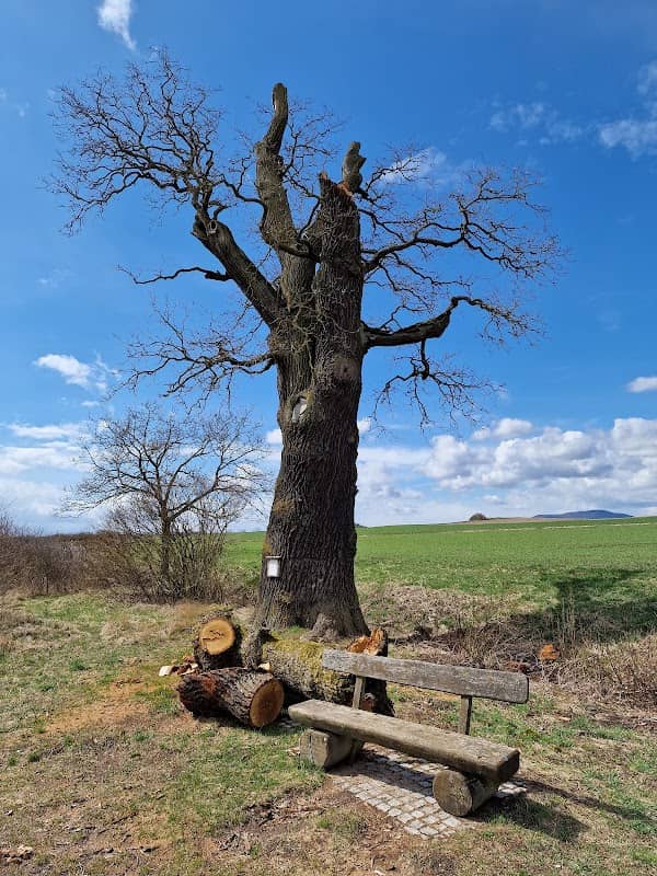Die Roßfelder Steineiche - Image 1