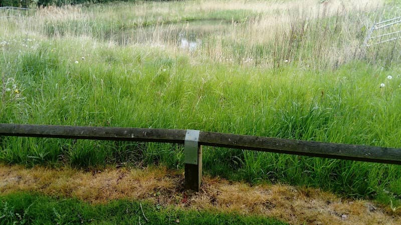 Chiroptera Pond - Image 2