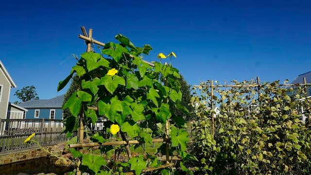 Carlton Landing Community Garden - Image 2