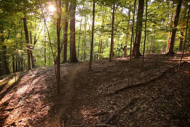 Toms Run Preserve - Image 1