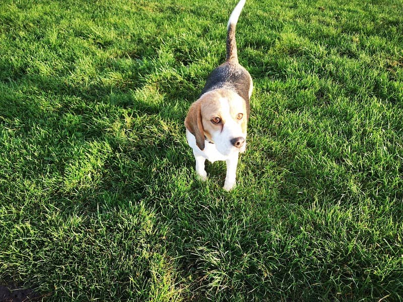 Field for Paws - Image 1
