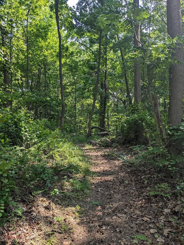 Todt Hill Woodlands - Image 2