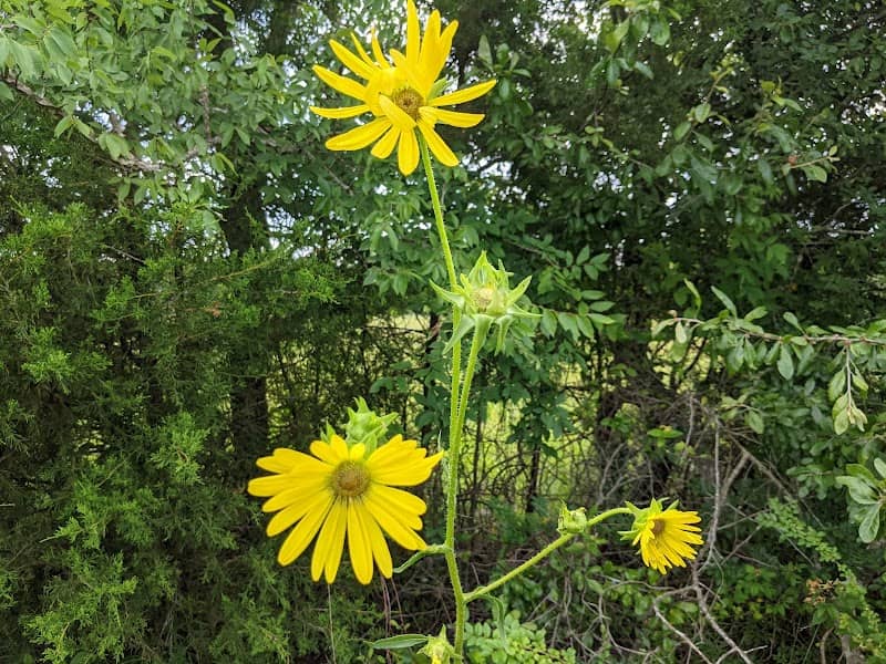 Mary Talbot Prairie - Image 2