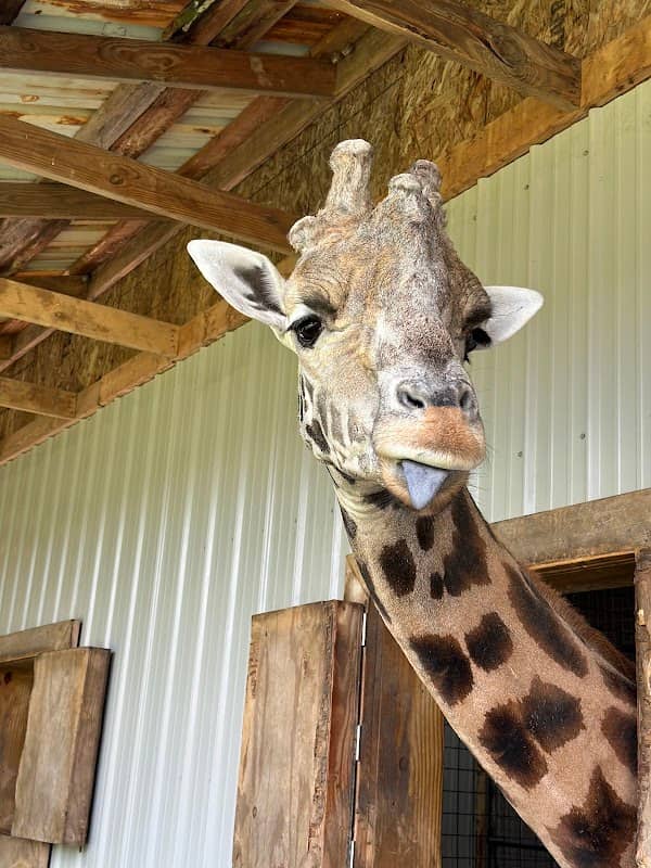 Zootastic Park - Image 2