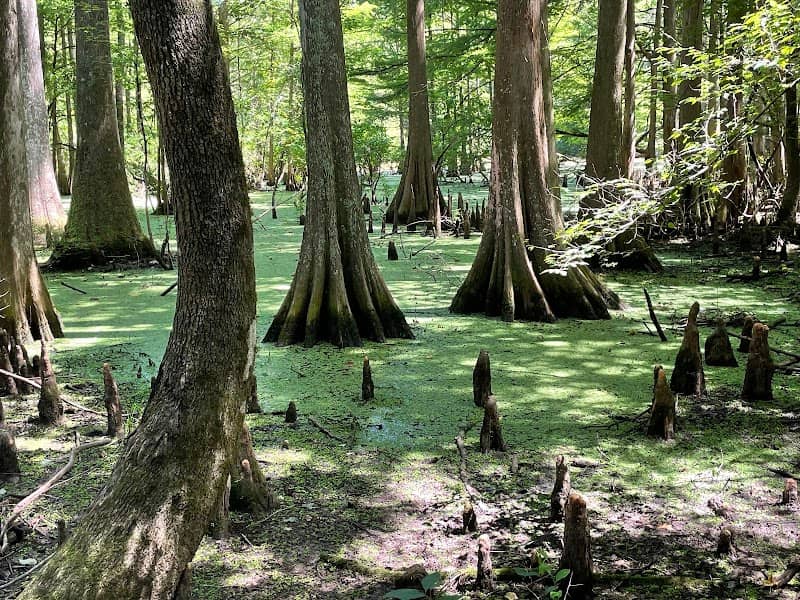 Louisiana State Arboretum State Preservation Area - Image 2