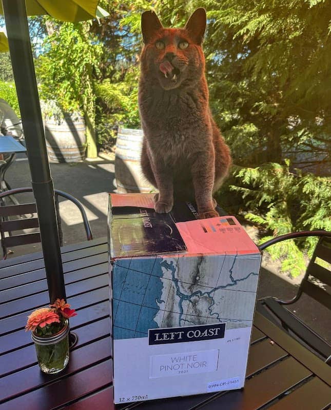 Jaws the Winery Cat - Image 1