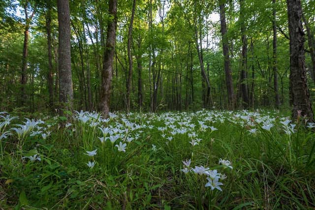 White Oak Creek Greenway - Image 2