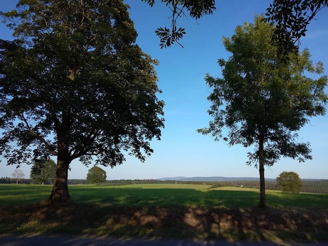 Sam's Tree - Image 1