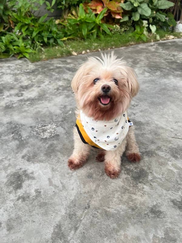 บ้านน้องโชโช🐶 - Image 1