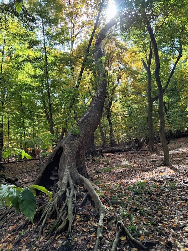 Borg's Woods Nature Preserve - Image 1