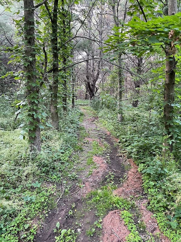 Evangeline Forest - Image 2