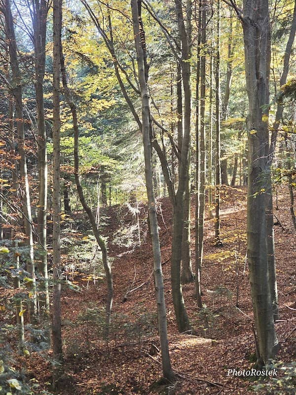 Dąbrówka Las - Image 1