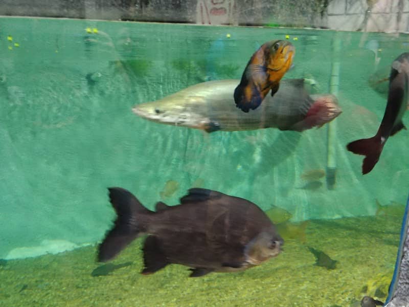 East Idaho Aquarium - Image 2