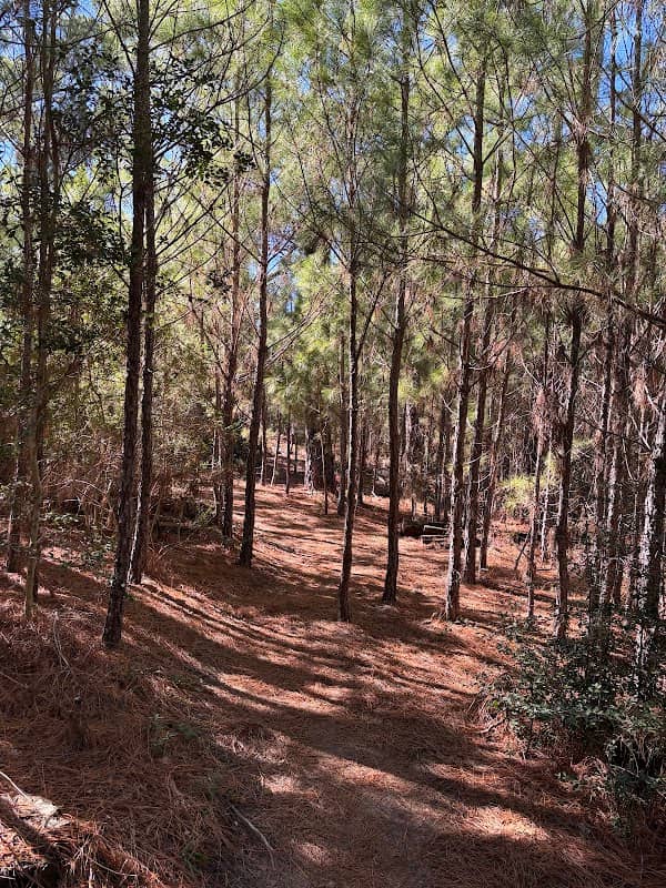 Bastrop State Park - Image 2