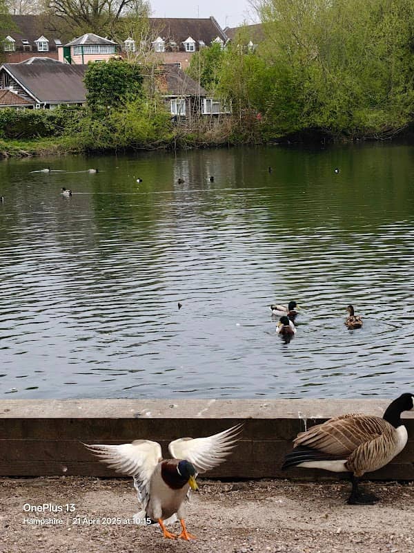 Kings Pond - Image 2